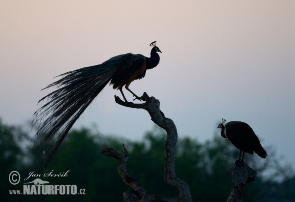 Pavo real común