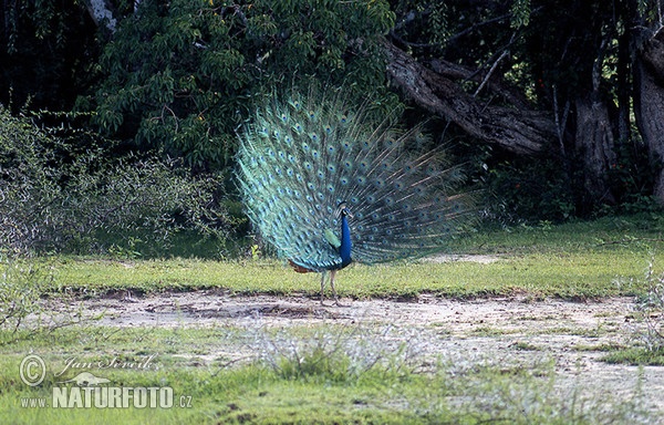 Pavo real común