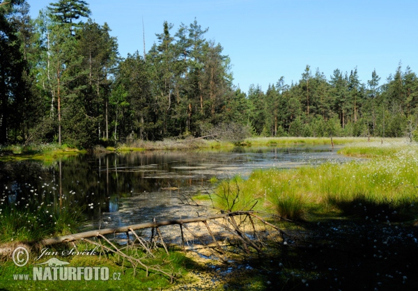 Peat bog Cervene blato (Tre)