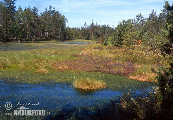 Peat bog Cervene blato (Tre)