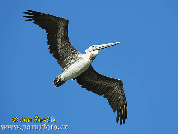 Pelecanus occidentalis