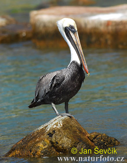 Pelecanus occidentalis