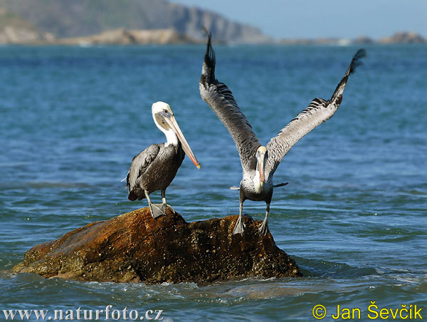 Pelecanus occidentalis