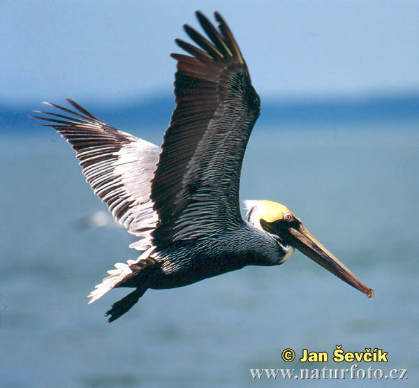 Pelecanus occidentalis