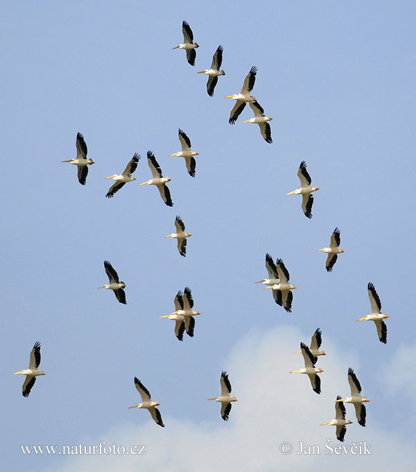 Pelecanus onocrotalus