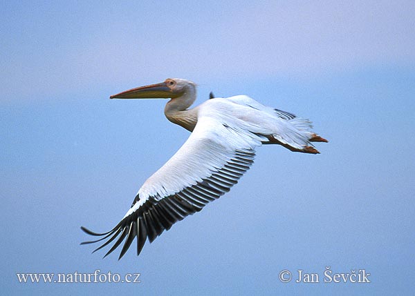 Pelecanus onocrotalus