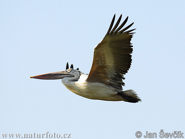 Pelecanus philippensis