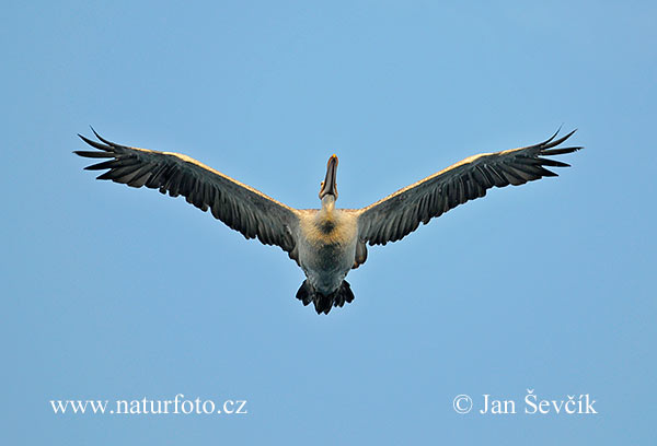 Pelecanus philippensis