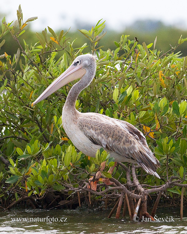 Pelecanus rufescens