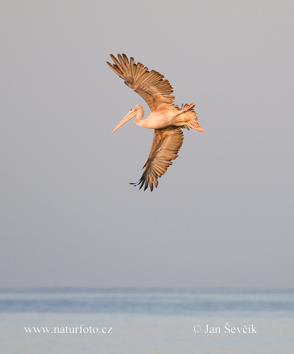 Pelecanus rufescens