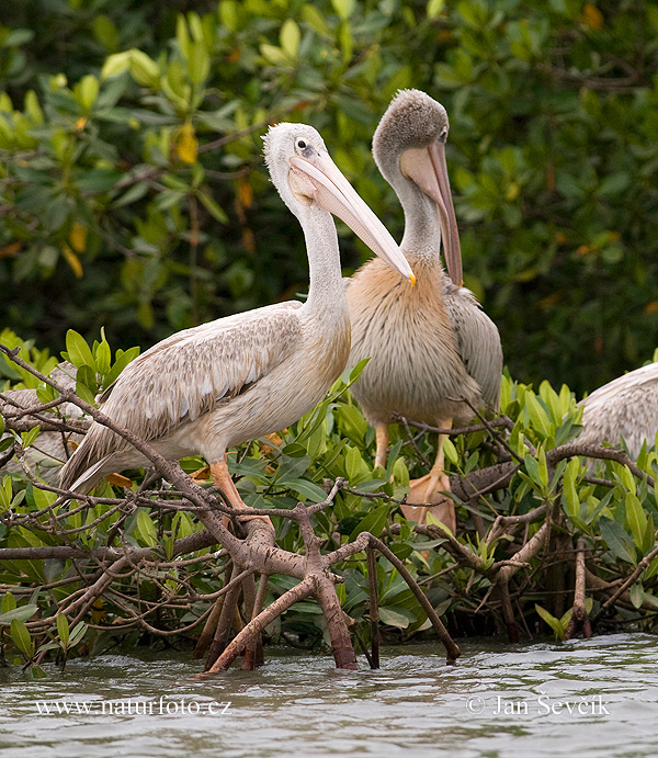 Pelecanus rufescens