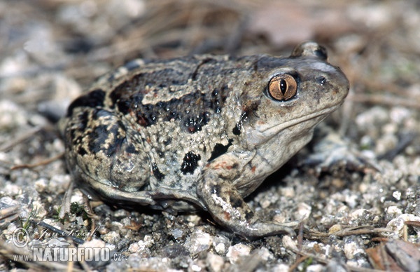 Pelobates fuscus