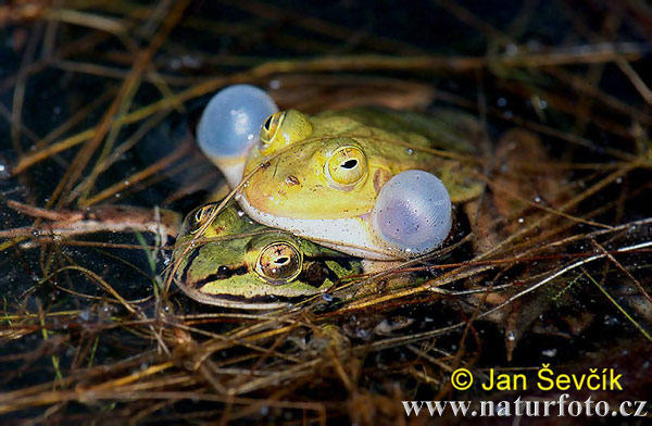 Pelophylax lessonae