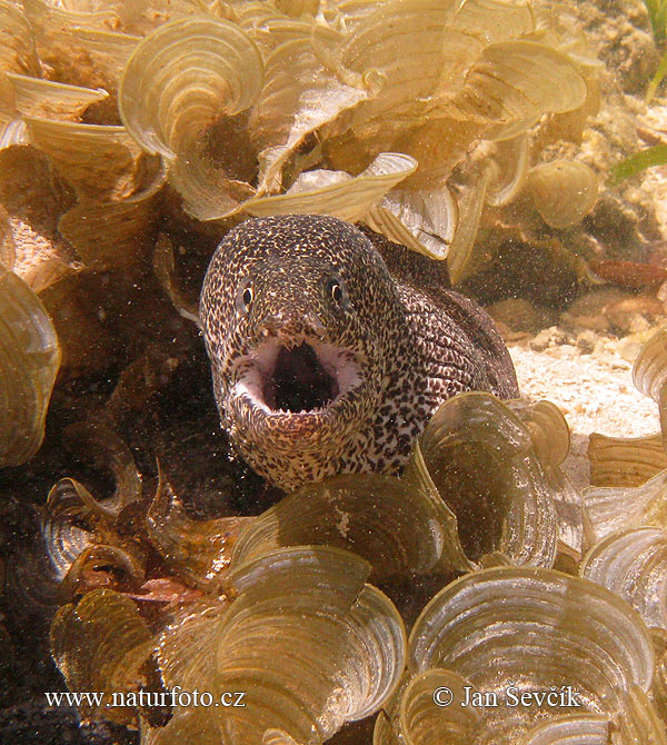 Peppered moray (Gymnothorax pictus)