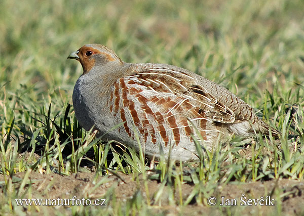 Perdix perdix