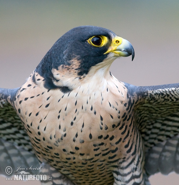 Peregrine (Falco peregrinus)