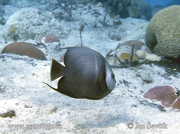 Pesce angelo dei Caraibi