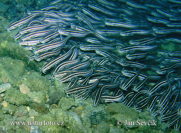 Pesce gatto dei coralli