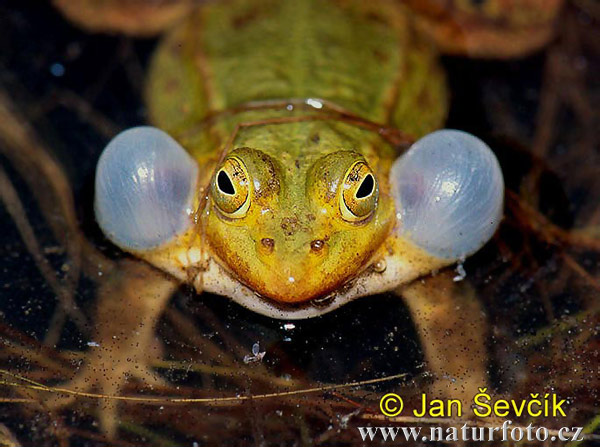 Petite grenouille verte