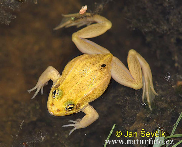 Petite grenouille verte