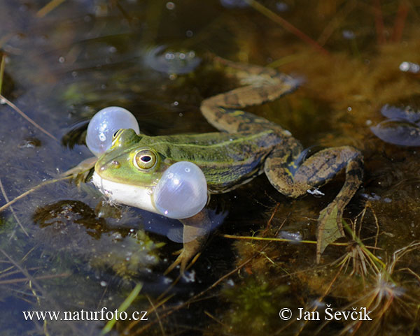 Petite grenouille verte