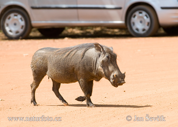 Phacochoerus africanus