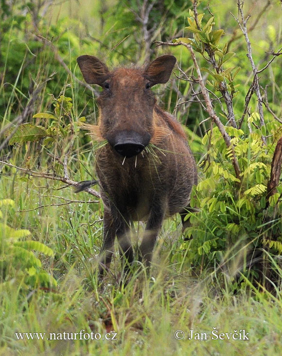 Phacochoerus africanus