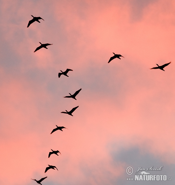 Phalacrocorax carbo