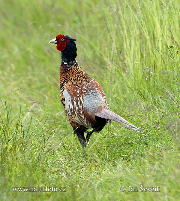 Phasianus colchicus