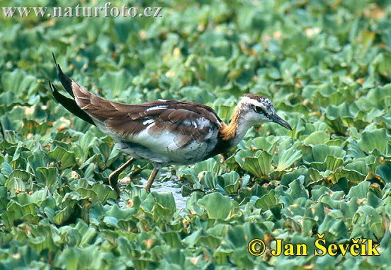 Pheasant-tailed Jacana (Hydrophasianus chirurgus)