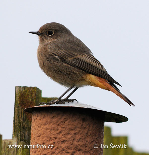 Phoenicurus ochruros