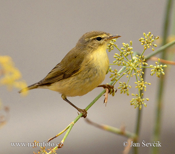 Phylloscopus trochilus