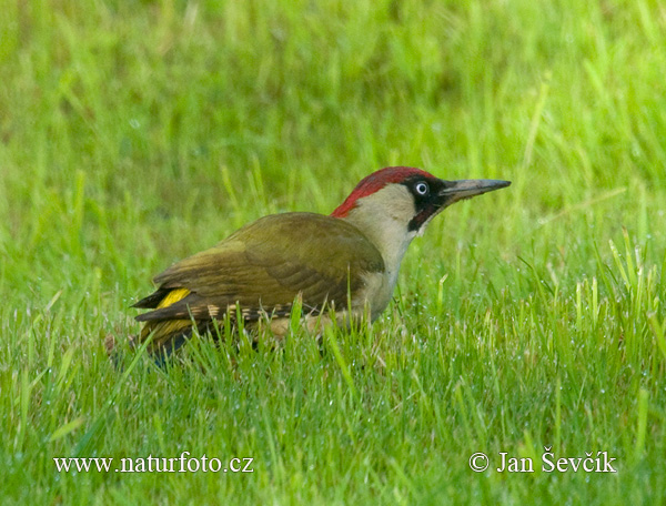 Picus viridis