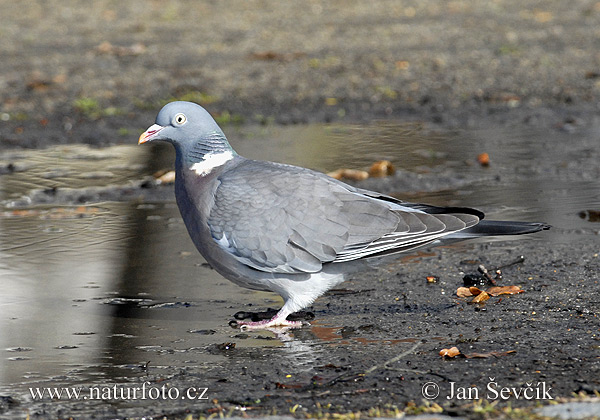 Pigeon ramier