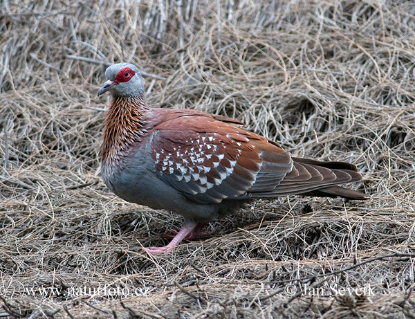 Pigeon roussard