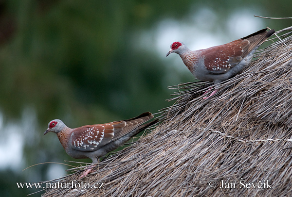 Pigeon roussard