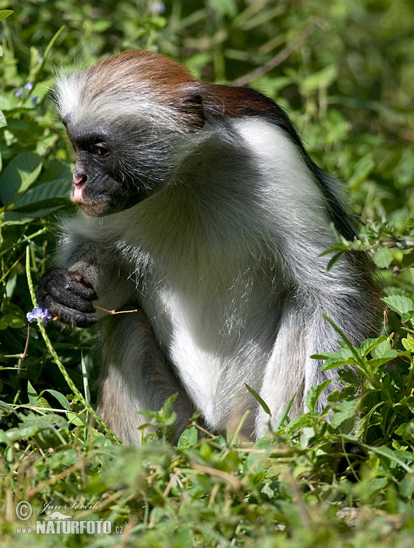 Piliocolobus kirkii