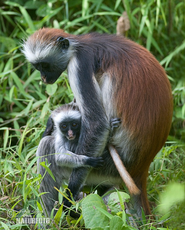 Piliocolobus kirkii