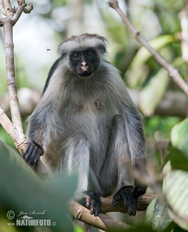 Piliocolobus kirkii