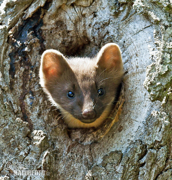 Pine Marten (Martes martes)