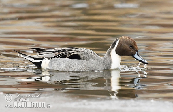 Pintail (Anas acuta)