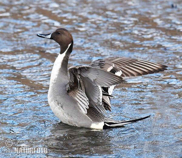 Pintail (Anas acuta)