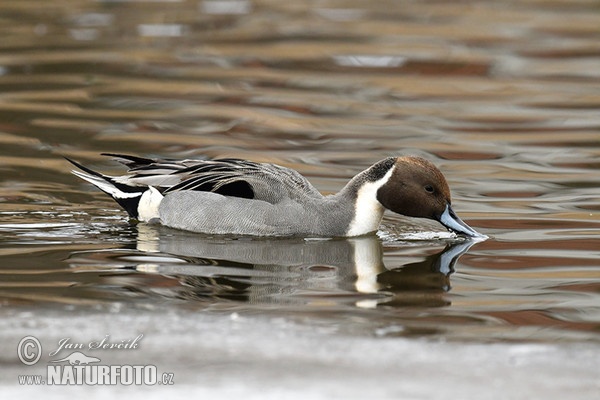 Pintail (Anas acuta)