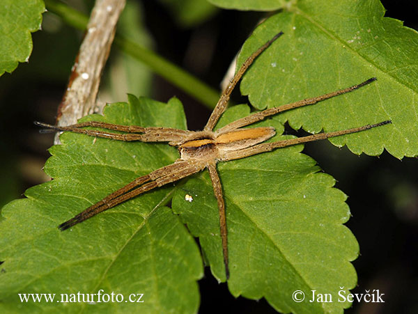 Pisaura mirabilis