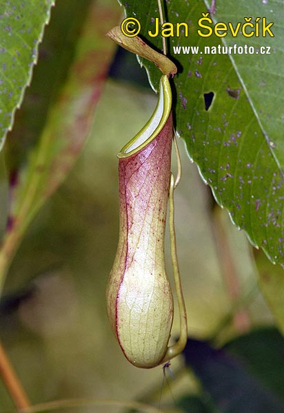 Pitcher plant (Nepenthes distillatoria)