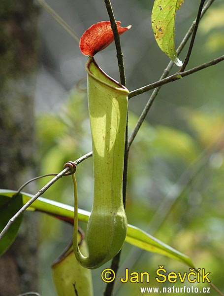 Pitcher plant (Nepenthes sp.)