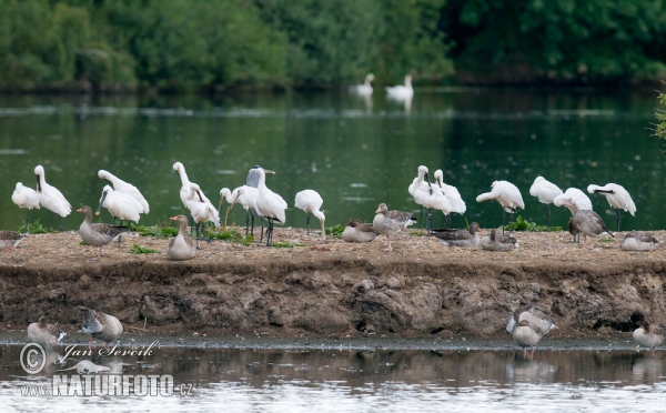 Platalea leucorodia