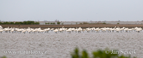 Platalea leucorodia