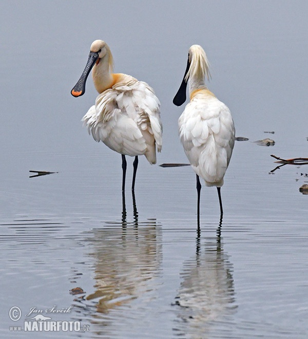 Platalea leucorodia