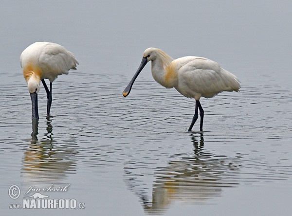 Platalea leucorodia